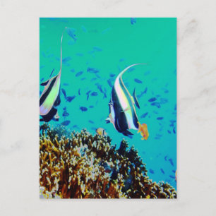 Pescado en la postal de las aguas de Fiji