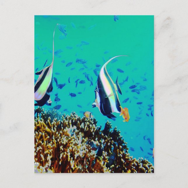 Pescado en la postal de las aguas de Fiji (Anverso)