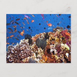 Pescado en la postal de las aguas de Fiji
