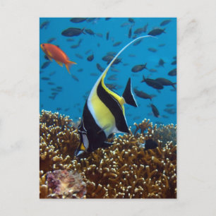 Pescado en la postal de las aguas de Fiji