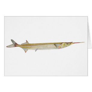 Pescado - Garfish - Hyporhamphus intermedius