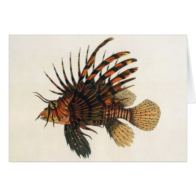Pescado leonfish vintage, animal marino Ocean Life (Anverso (Horizontal))