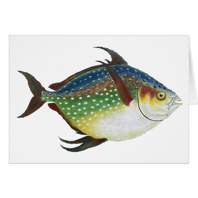 Pescado Opah Tropical, Animal Acuático Marino Vint (Anverso (Horizontal))
