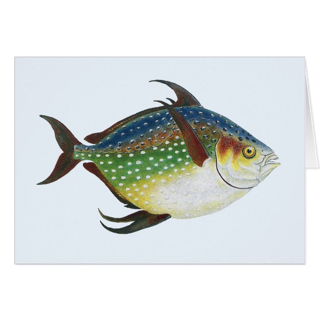 Pescado Opah Tropical, Animal Acuático Marino Vint (Anverso (Horizontal))