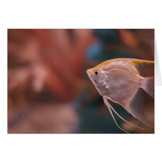 "pescado" por Larry Coressel (Anverso (Horizontal))