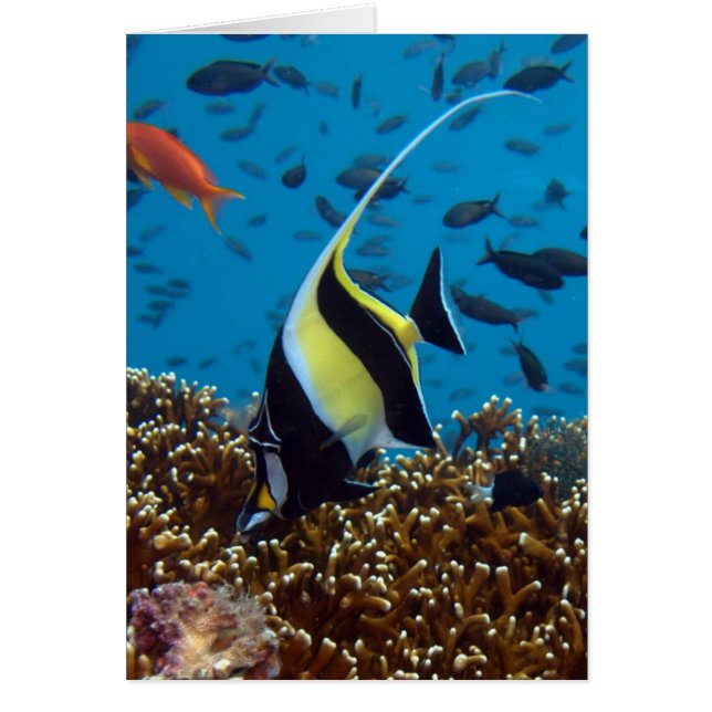 Pescado tropical (Frente)