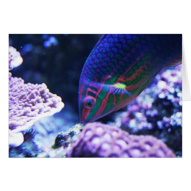 Pescado tropical (Anverso (Horizontal))