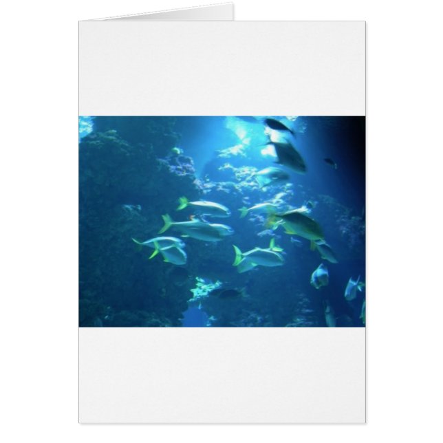 Pescado tropical (Frente)