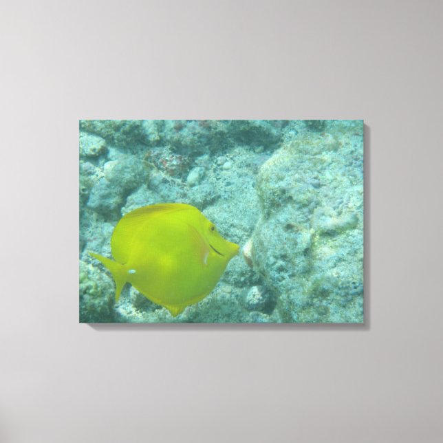 Pescado tropical amarillo en lienzo de coral (Anverso)