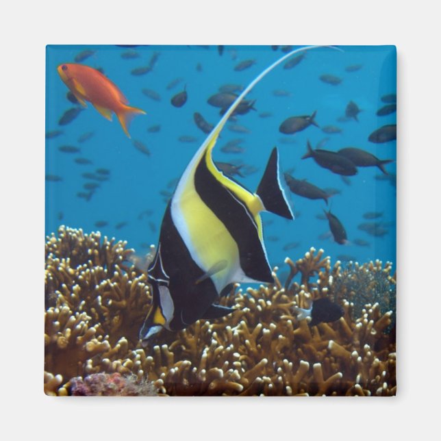 Pescado tropical Imán (Frente)