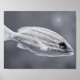 Pescado tropical negro y blanco: arte imprimible