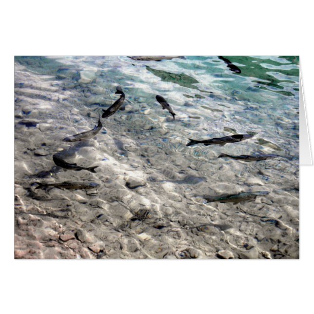 Pescado volador (Anverso (Horizontal))