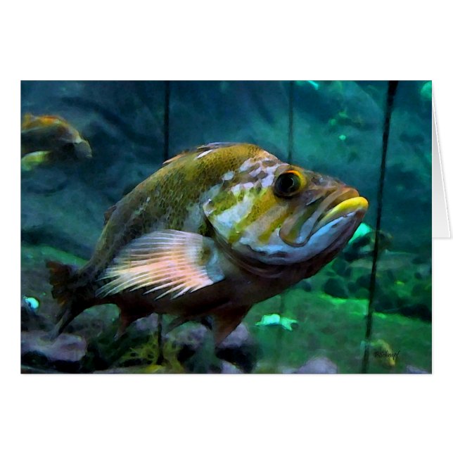 Pescados (Anverso (Horizontal))