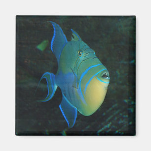 Pescados azules, amarillos y verdes - imán