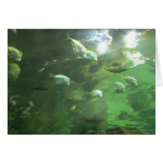 Pescados brillantes