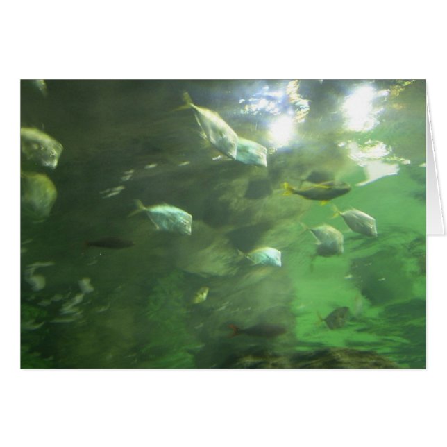 Pescados brillantes (Anverso (Horizontal))