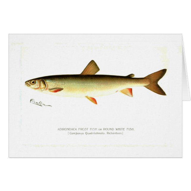 Pescados de Adirondack Frost (Anverso (Horizontal))