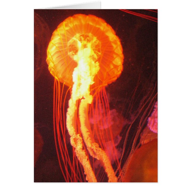 Pescados de jalea 4 (Frente)