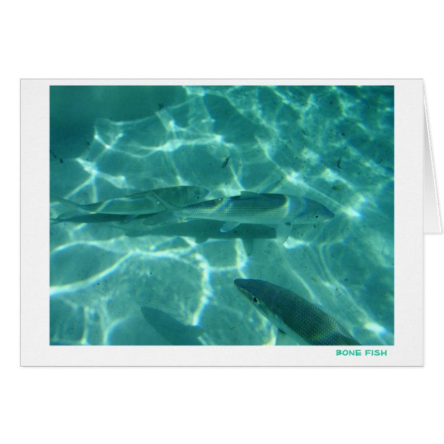 Pescados del hueso (Anverso (Horizontal))