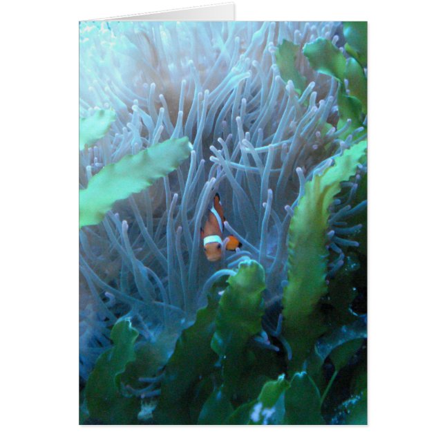 Pescados del payaso (Frente)