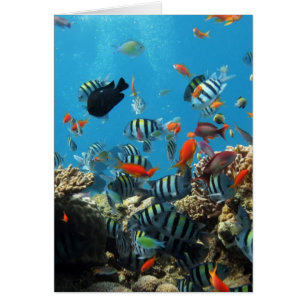 Pescados Naturescape del arrecife de coral