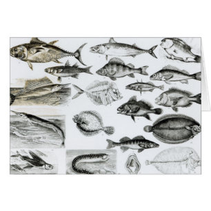 Pescados oseos de la ictiología