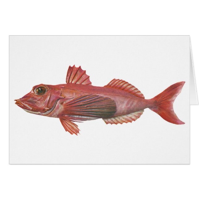 Pescados - perlón Agudo-Beaked (Anverso (Horizontal))