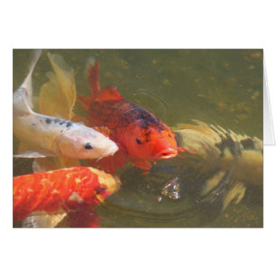Pescados v.1 de Koi