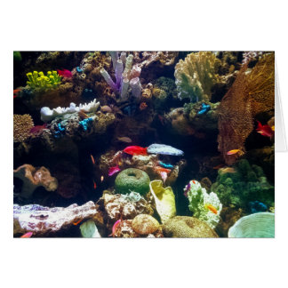 Pescados y coral