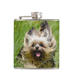 Petaca Adorable Yorkshire Terrier corriendo por la hierba
