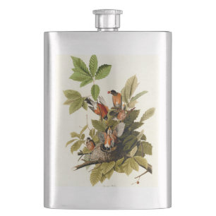 Petaca Audubon American Robin Wildlife Bird Ilustracion