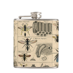 Petaca Bee Insect Bug Wasp Abejas de Historia Natural