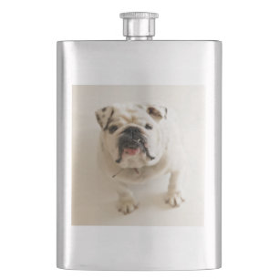 Petaca blanco bulldog