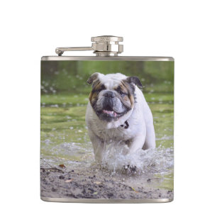 Petaca bulldog en el agua