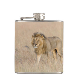 Petaca Caminata de leones