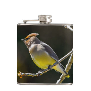 Petaca Cedar Waxwing Songbird Foto original de ave silves