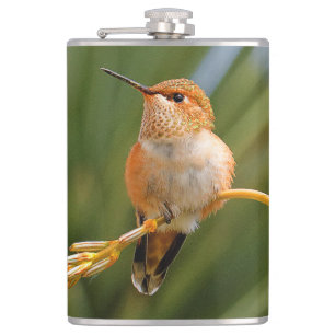 Petaca Colibrí cuscús encaramado en la flor