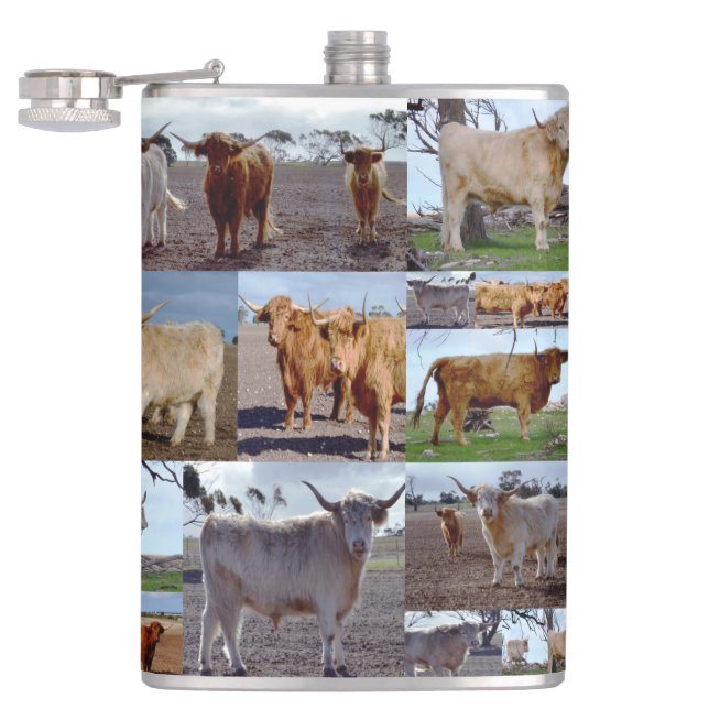 Petaca Collage de fotos De Vacas De Las Tierras Altas, Ca (Abierto)