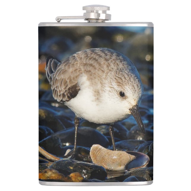 Petaca Cuidada sanderling Sandpiper Shorebird come a clam (Anverso)