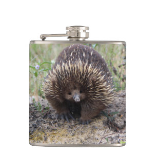 Petaca Cute Echidna de Australia