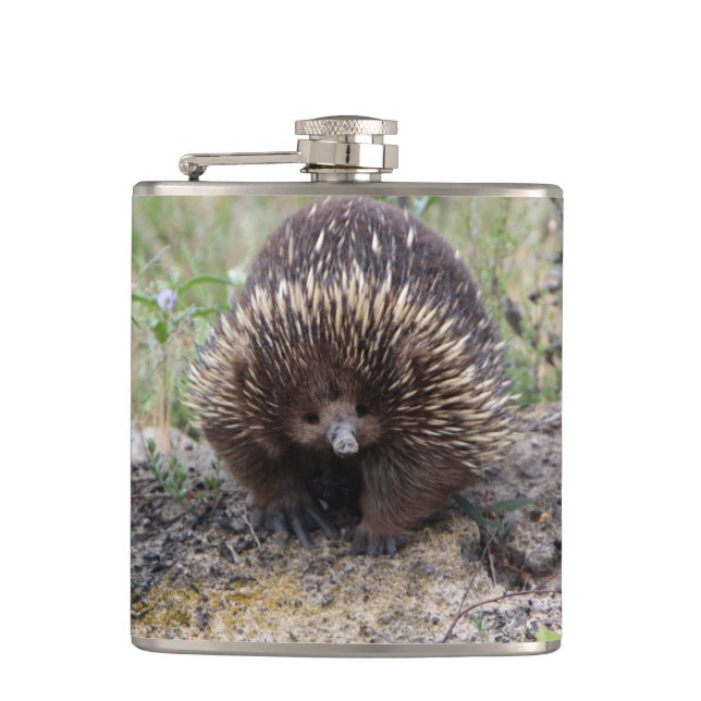 Petaca Cute Echidna de Australia (Anverso)