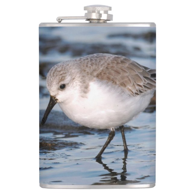 Petaca Cute Sanderling Sandpiper Wanders Winter Shores (Anverso)