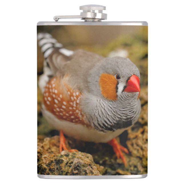 Petaca Cute Zebra Finch Songbird (Anverso)