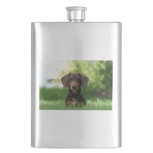 Petaca Dachshund Puppy