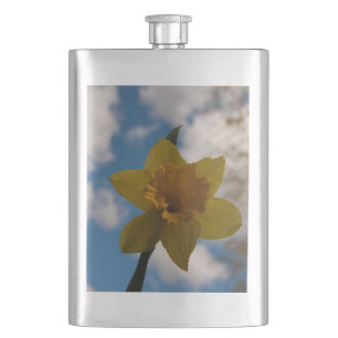 Petaca Daffodil en primavera