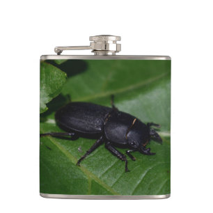 Petaca Dorcus parallelipipedus , el ciervo volante menor