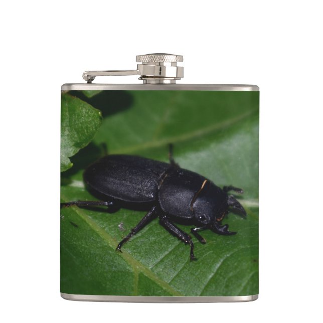 Petaca Dorcus parallelipipedus , el ciervo volante menor (Anverso)