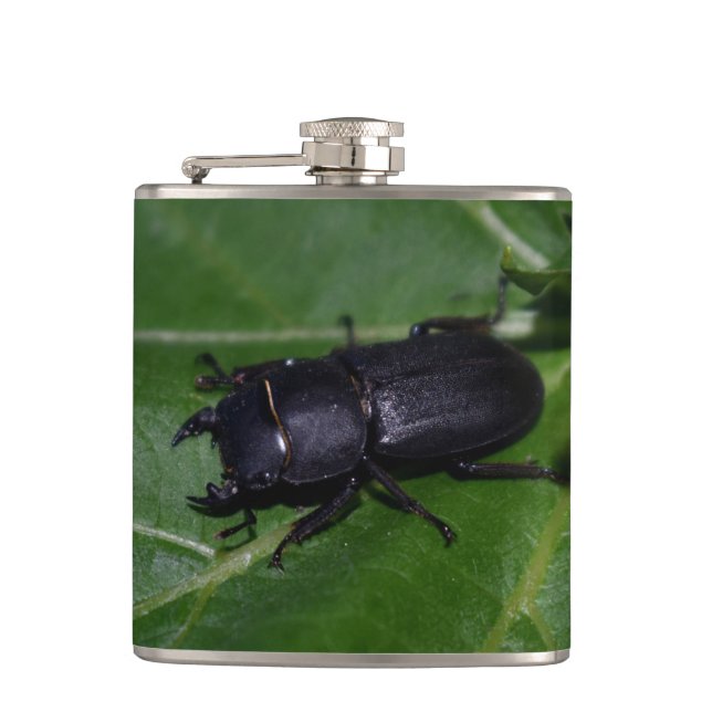 Petaca Dorcus parallelipipedus , el escarabajo de menor t (Anverso)