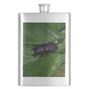 Petaca Dorcus parallelipipedus , el escarabajo de menor t