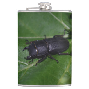 Petaca Dorcus parallelipipedus , el escarabajo de menor t